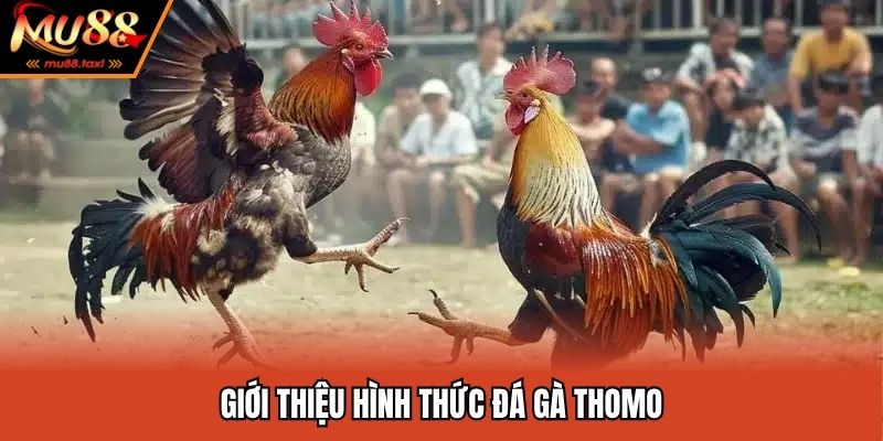 Đá Gà Thomo - Theo Dõi Các Trận Đấu Mãn Nhãn Ngay Tại MU88 2 Đá gà thomo là hình thức giải trí hấp dẫn nhất 2025