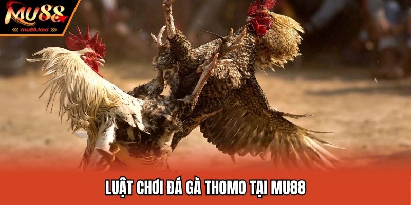 Đá Gà Thomo - Theo Dõi Các Trận Đấu Mãn Nhãn Ngay Tại MU88 4 Luật chơi đá gà hội viên cần quan tâm