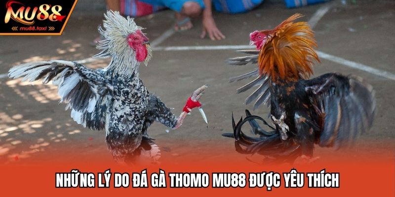 Đá Gà Thomo - Theo Dõi Các Trận Đấu Mãn Nhãn Ngay Tại MU88 3 Vì sao hình thức đá gà này ngày càng phổ biến?