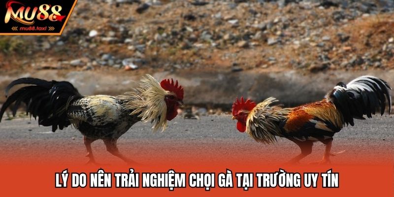 Đấu Trường Chọi Gà - Tổng Hợp Những Cái Tên Khét Tiếng 2025 4 MU88 luôn mang đến chất lượng trải nghiệm tốt nhất