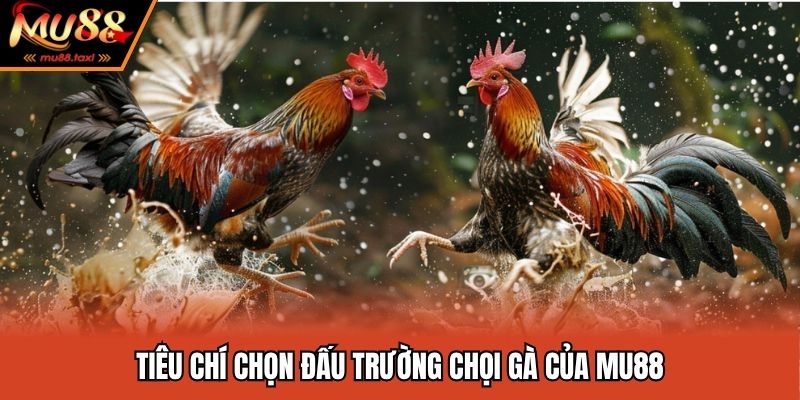 Đấu Trường Chọi Gà - Tổng Hợp Những Cái Tên Khét Tiếng 2025 2 Điều kiện hợp tác phát sóng đá gà bởi MU88
