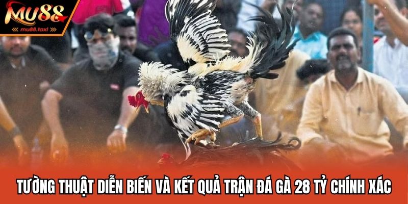 Trận Đá Gà 28 Tỷ - Màn Tranh Tài Huyền Thoại Của Giới Đá Gà 4 Tường thuật diễn biến và kết quả trận đá gà 28 tỷ chính xác